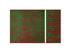 畑・生け垣シリーズ H-8 花畑(赤) [11408]