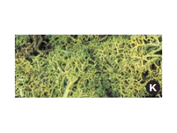 ライケン 明緑色(L162) [24-332]